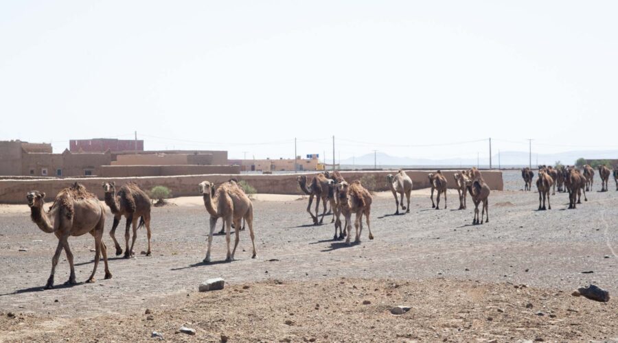 Camel ride in Merzouga